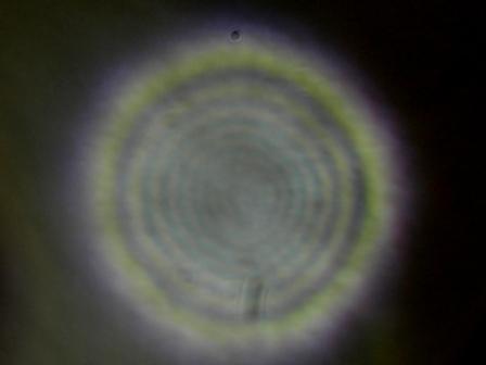 star test 80 ed, davide sigillò